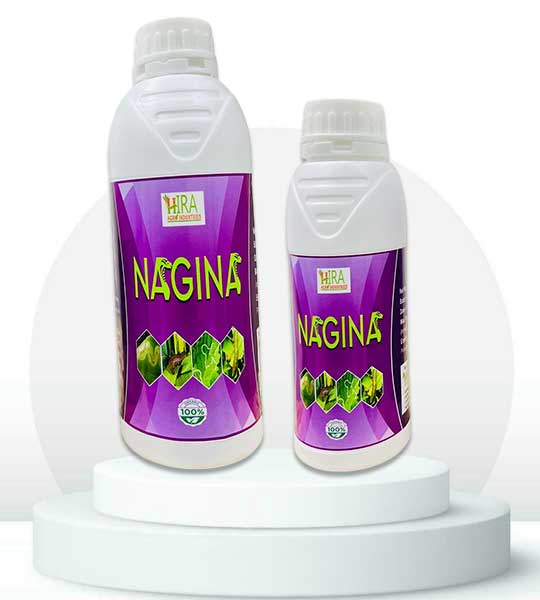 nagina
